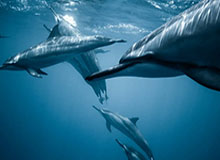 足球直播-李婷：巴黎风向标，国乒稳国羽难